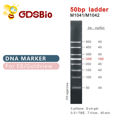 50bp মই DNA মার্কার M1041 (50μg)/M1042 (50μg×5)