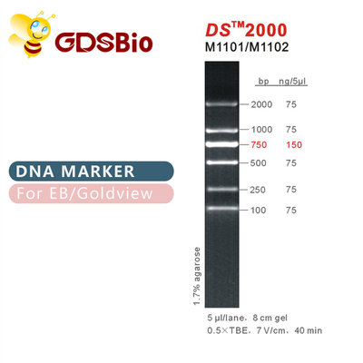 DS 2000 DNA মার্কার ল্যাডার M1101 (50μg)/M1012 (50μg×5)