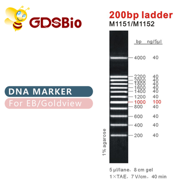 200bp মই DNA মার্কার M1151 (50μg)/M1152 (5×50μg)