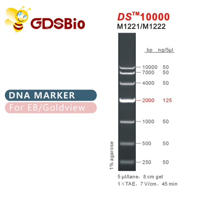 DS10000 DNA মার্কার মই M1221 (50μg)/M1222 (5×50μg)