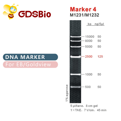 মার্কার 4 DNA মই M1231 (50μg)/M1232 (5×50μg)