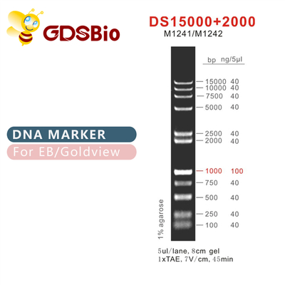 DS 15000+2000 DNA মার্কার মই M1241 (50μg)/M1242 (5×50μg)