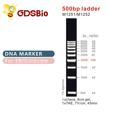 500bp মই DNA মার্কার M1251 (50μg)/M1252 (5×50μg)