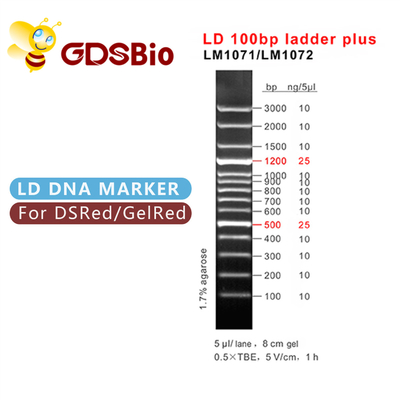 60 Preps LD 100bp Ladder Plus DNA মার্কার ইলেক্ট্রোফোরেসিস