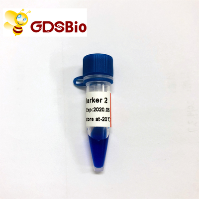 LD Marker 2 60 Preps DNA মার্কার ইলেক্ট্রোফোরেসিস GDSBio