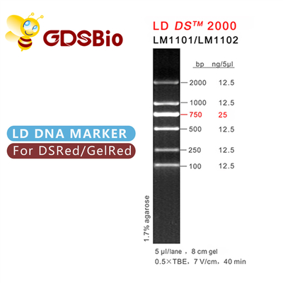 উচ্চ বিশুদ্ধতা বিকারক LD DS 2000 DNA মার্কার জেল ইলেক্ট্রোফোরেসিস 60 প্রস্তুতি