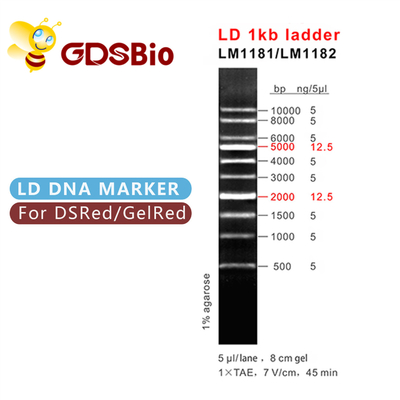 LD 1kb ল্যাডার 1000bp DNA মার্কার LM1181 (50 preps)/LM1182 (50 preps×5)