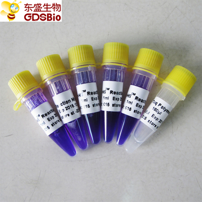 নিউক্লিক অ্যাসিড পিসিআর সনাক্তকরণ P3082 এর জন্য 1ml×5 PCR মাস্টার মিক্স HS কিট
