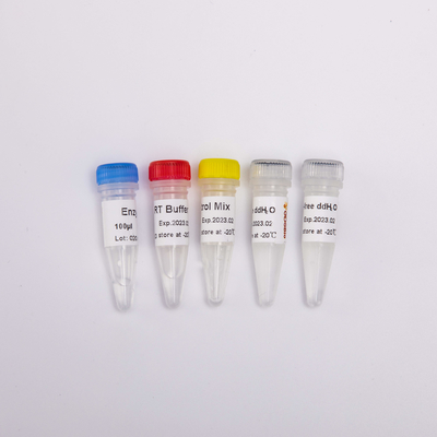 QPCR প্রিমিক্সড রিভার্স ট্রান্সক্রিপ্টেজ পিসিআর রিএজেন্ট R1031 এর জন্য RT PCR মিক্স