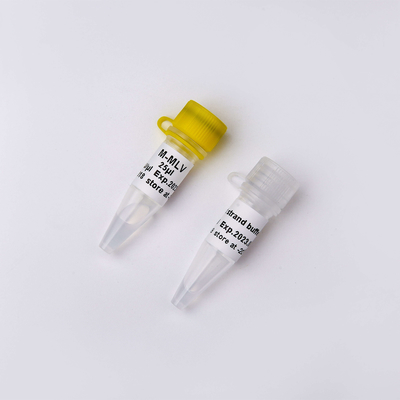 PCR R1041-এ বর্ণহীন চেহারা M-MLV রিভার্স ট্রান্সক্রিপ্টেজ