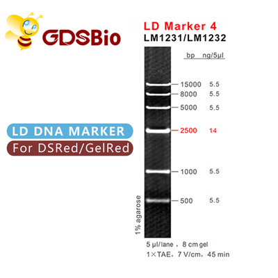 50 Preps GDSBio DNA সাইজ মার্কার জেল ইলেক্ট্রোফোরেসিস এলডি মার্কার 4
