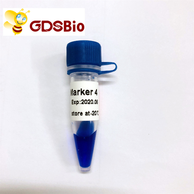 50 Preps GDSBio DNA সাইজ মার্কার জেল ইলেক্ট্রোফোরেসিস এলডি মার্কার 4