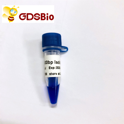 500bp LD DNA ল্যাডার জেল ইলেক্ট্রোফোরেসিস 60 প্রস্তুতি