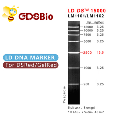 LD DS 15000bp 15kb DNA মার্কার ইলেক্ট্রোফোরেসিস 50 প্রস্তুতি