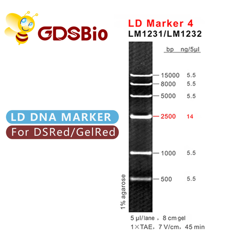 LD Marker 4 DNA Ladder LM1231 (50 preps)/LM1232 (50 preps×5)
